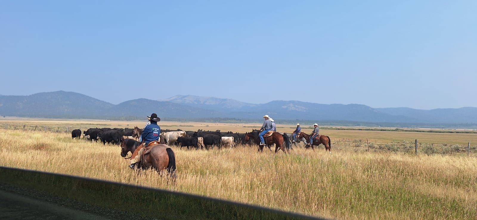 Yellowstone 4