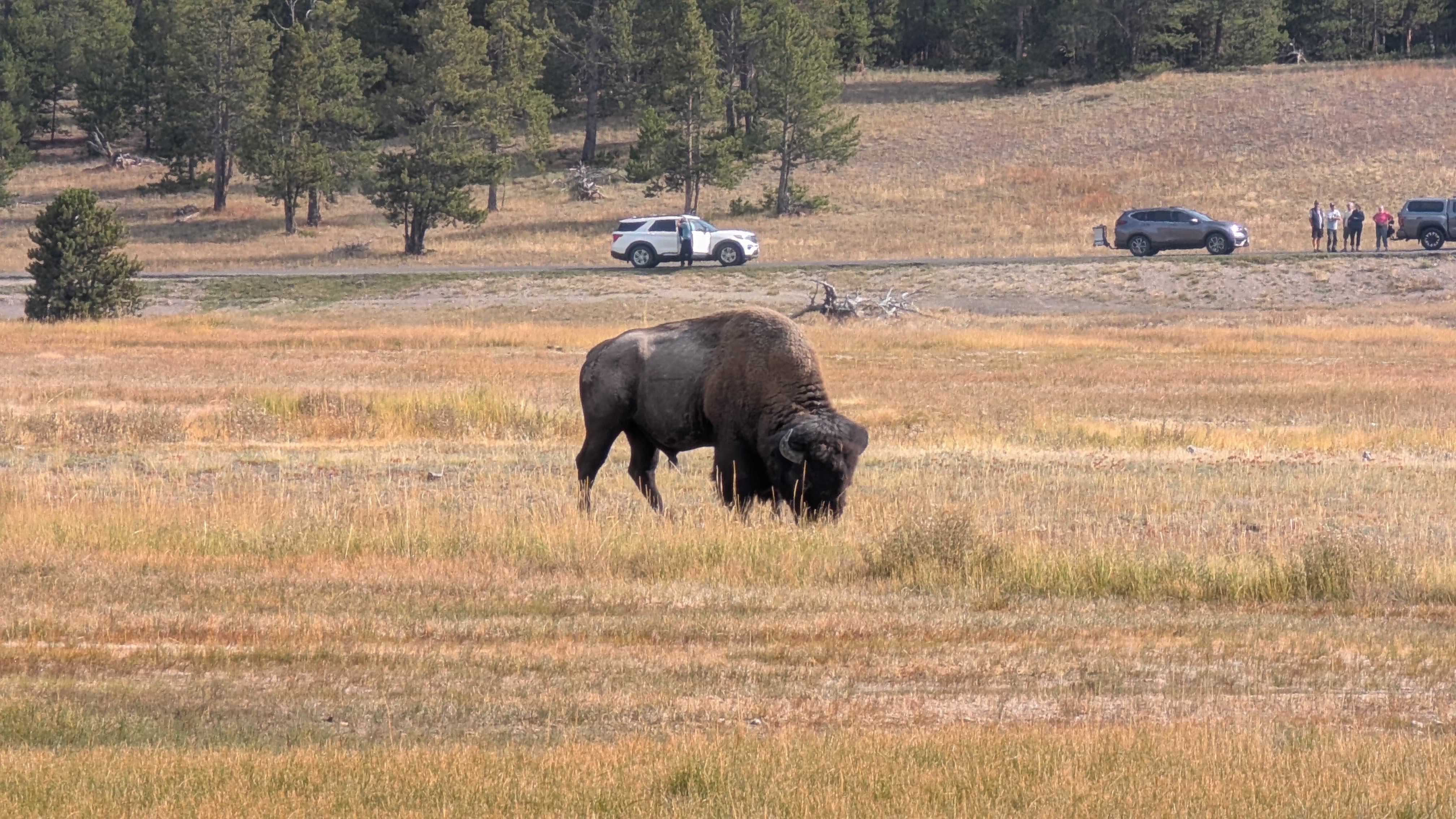 Yellowstone 7