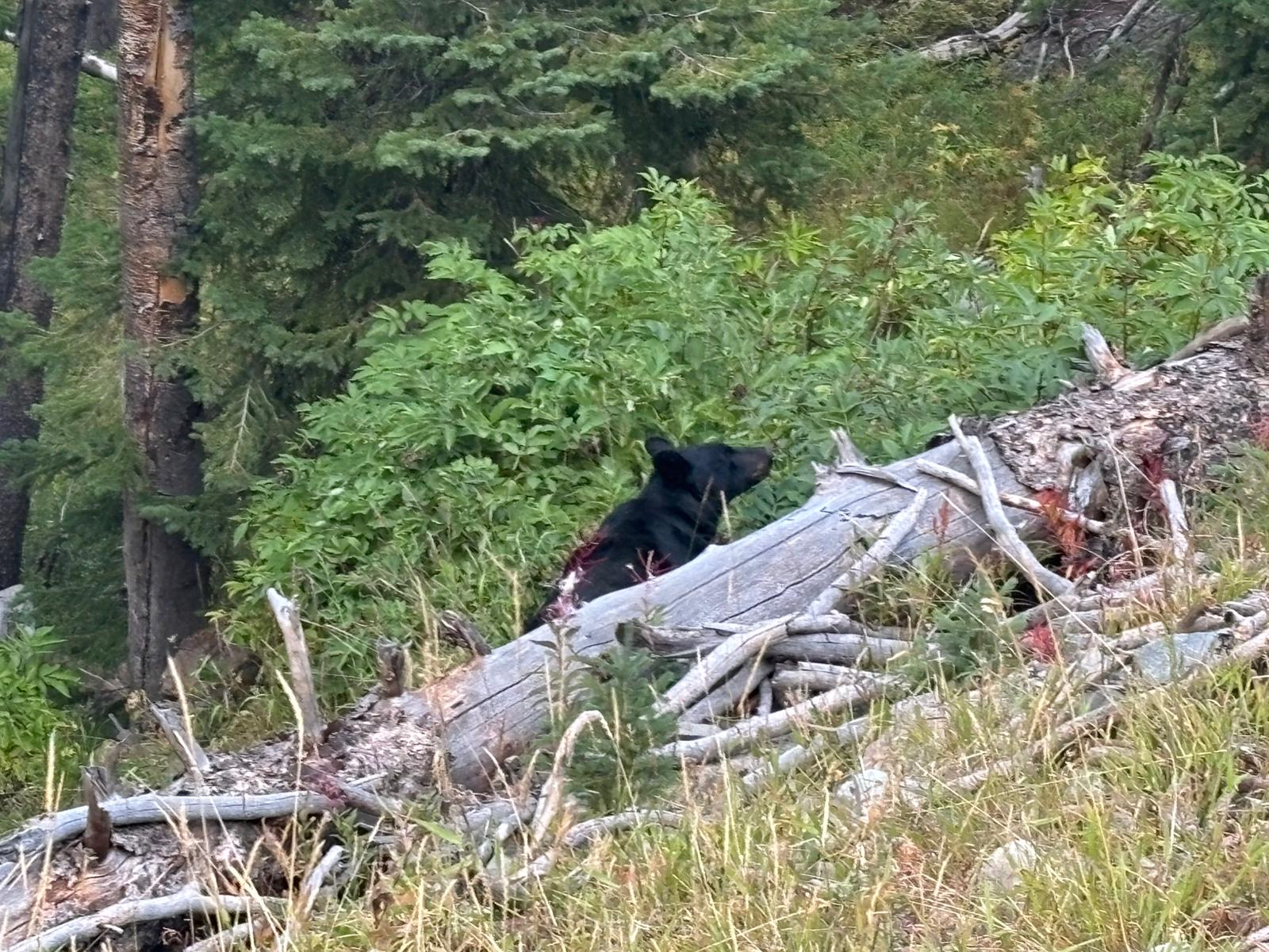 Yellowstone 8